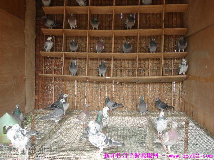 单职业传奇版本库 单职业传奇版本库